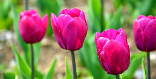 Css Template Preview