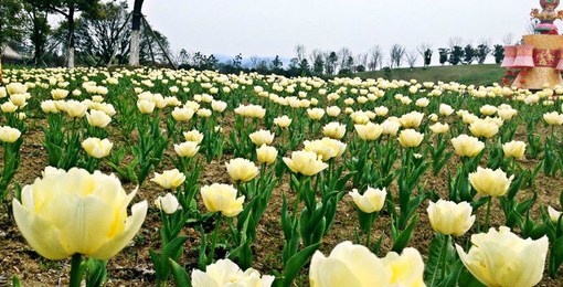 Css Template Preview